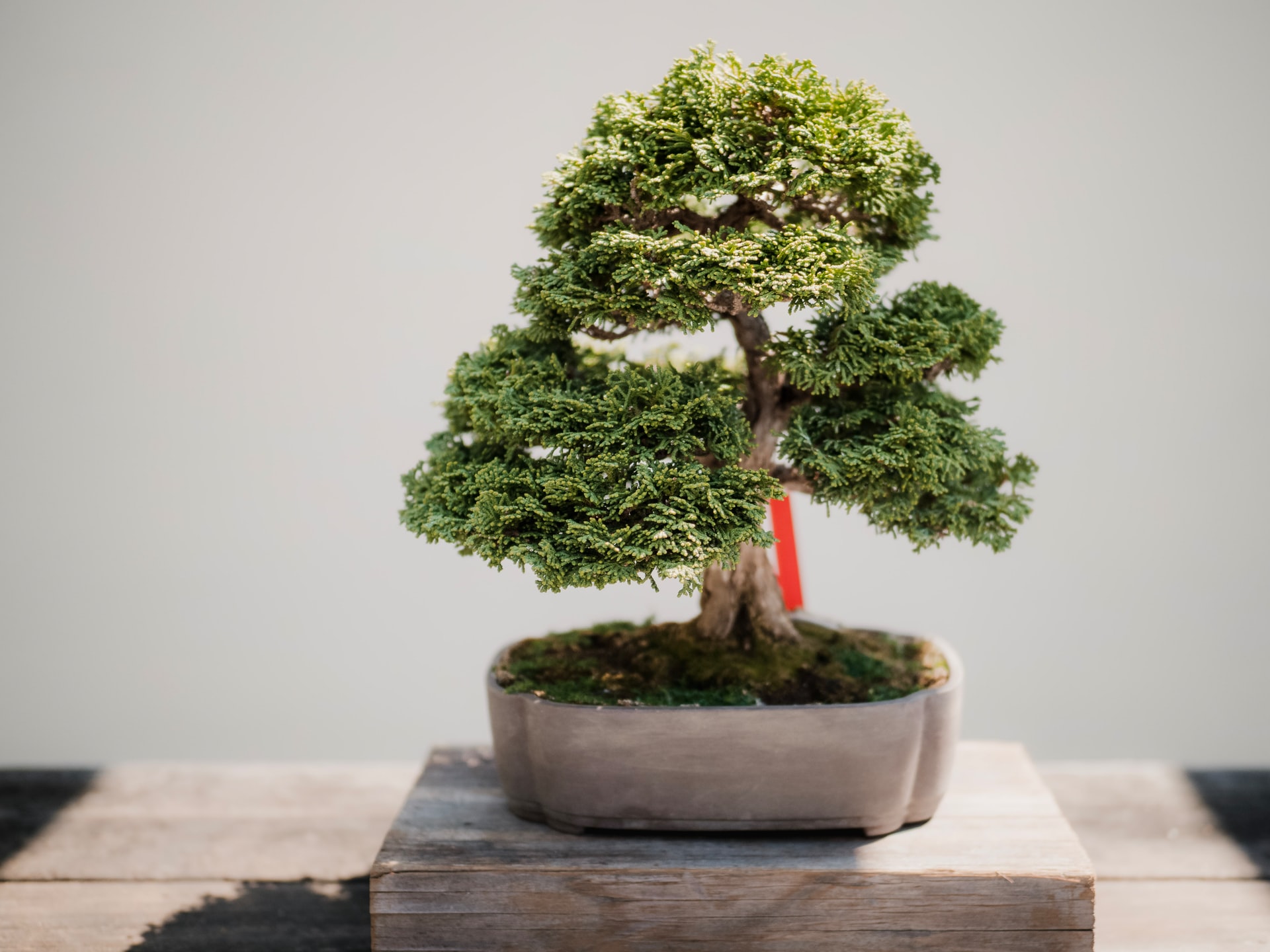 These Tips Will Help You To Know How To Take Care Of Your Bonsai Tree